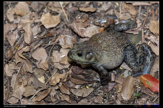 Image of American Bullfrog