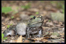 Слика од Lithobates catesbeianus (Shaw 1802)