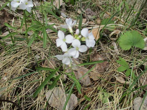 Imagem de Cardamine trifida (Lam. ex Poir.) B. M. G. Jones