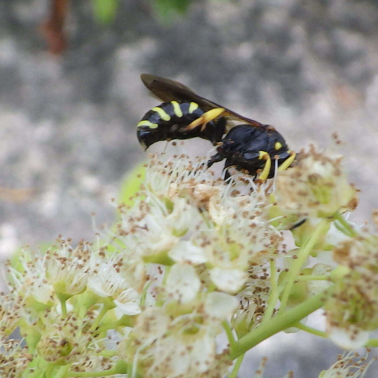 Image de Ectemnius arcuatus (Say 1837)