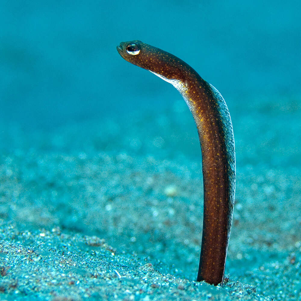 Image of Brown Garden Eel