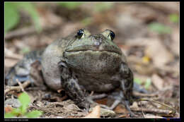 Слика од Lithobates catesbeianus (Shaw 1802)