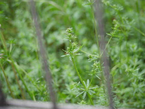 Image of white bedstraw