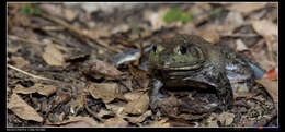 Image of American Bullfrog