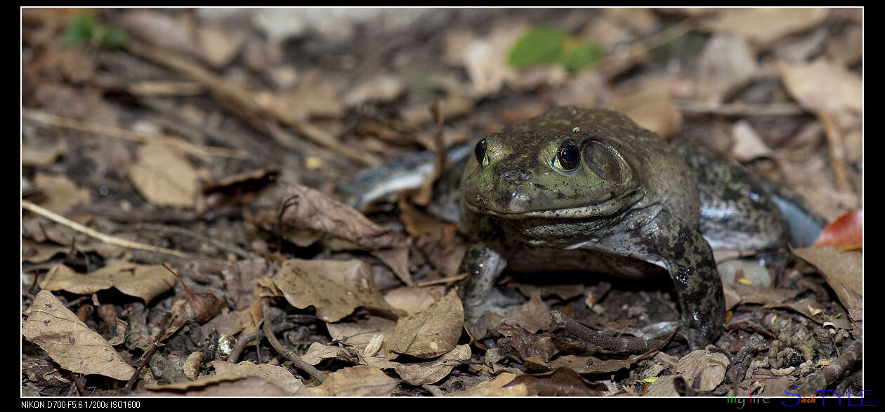 Image of American Bullfrog