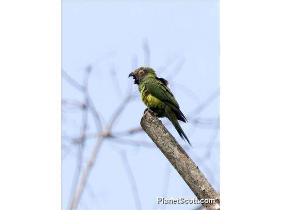 Image of Dusky-headed Parakeet