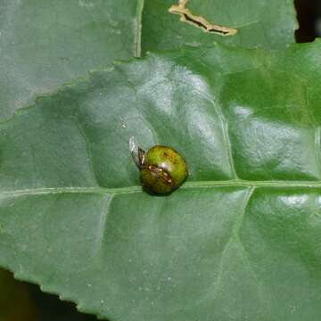 Image of <i>Megacopta horvathi</i>