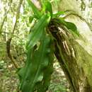 Image of Erasanthe henrici (Schltr.) P. J. Cribb, Hermans & D. L. Roberts