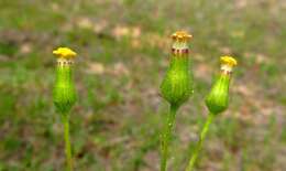 Image of Senecio lividus L.