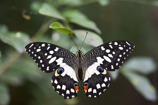 Image of Lime butterfly