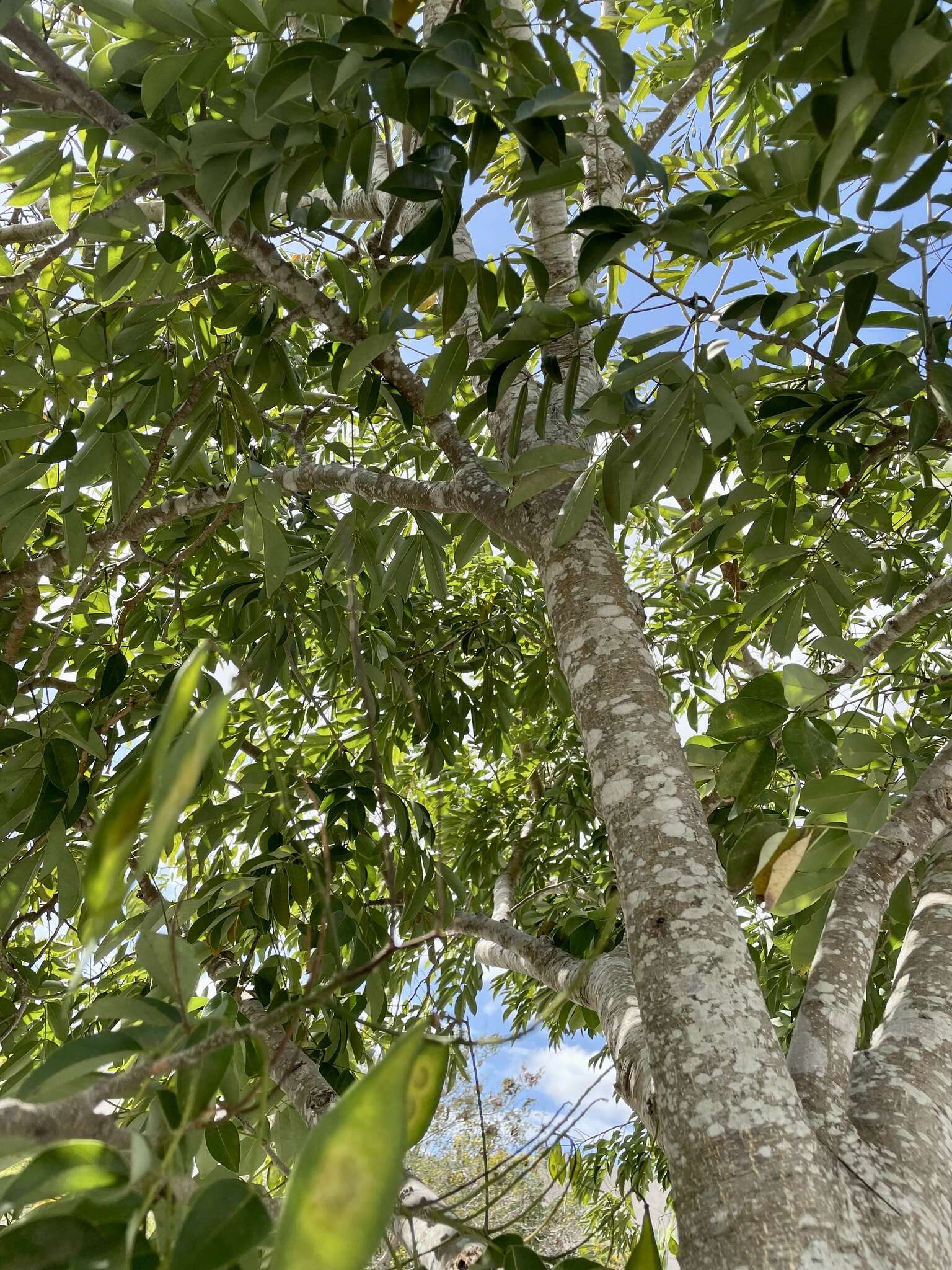 Image of Lonchocarpus longistylus Pittier