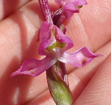 Image of Disperis tysonii Bolus