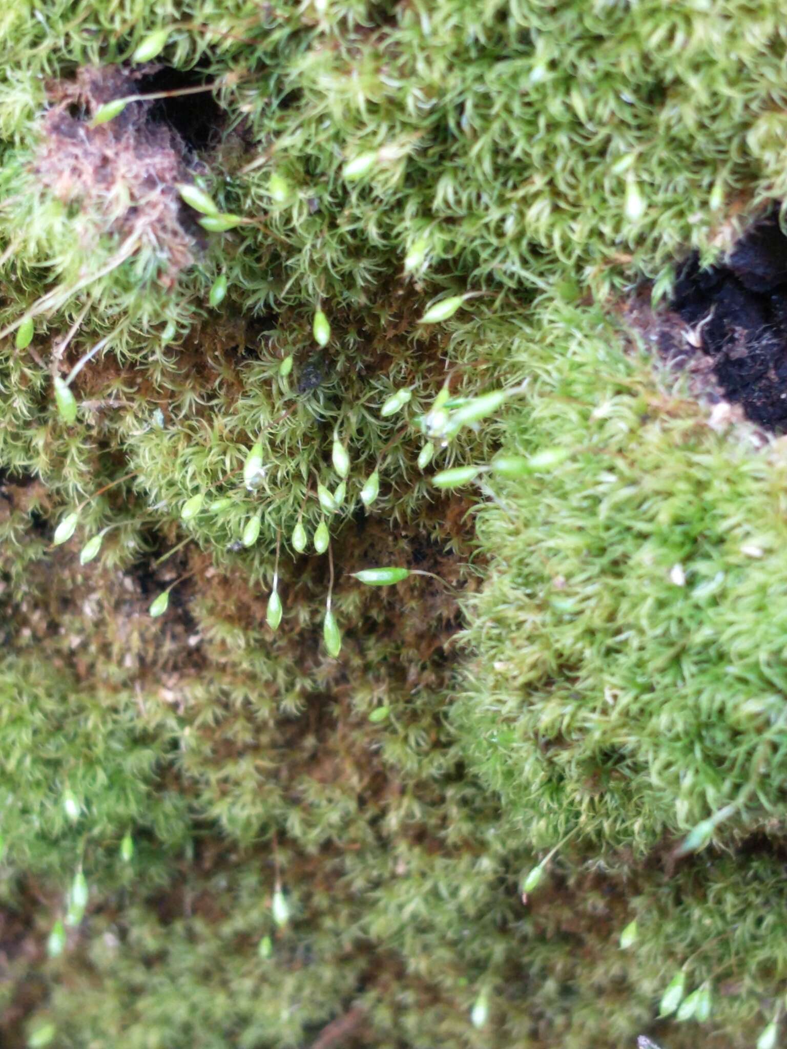 Image of orthodontium moss