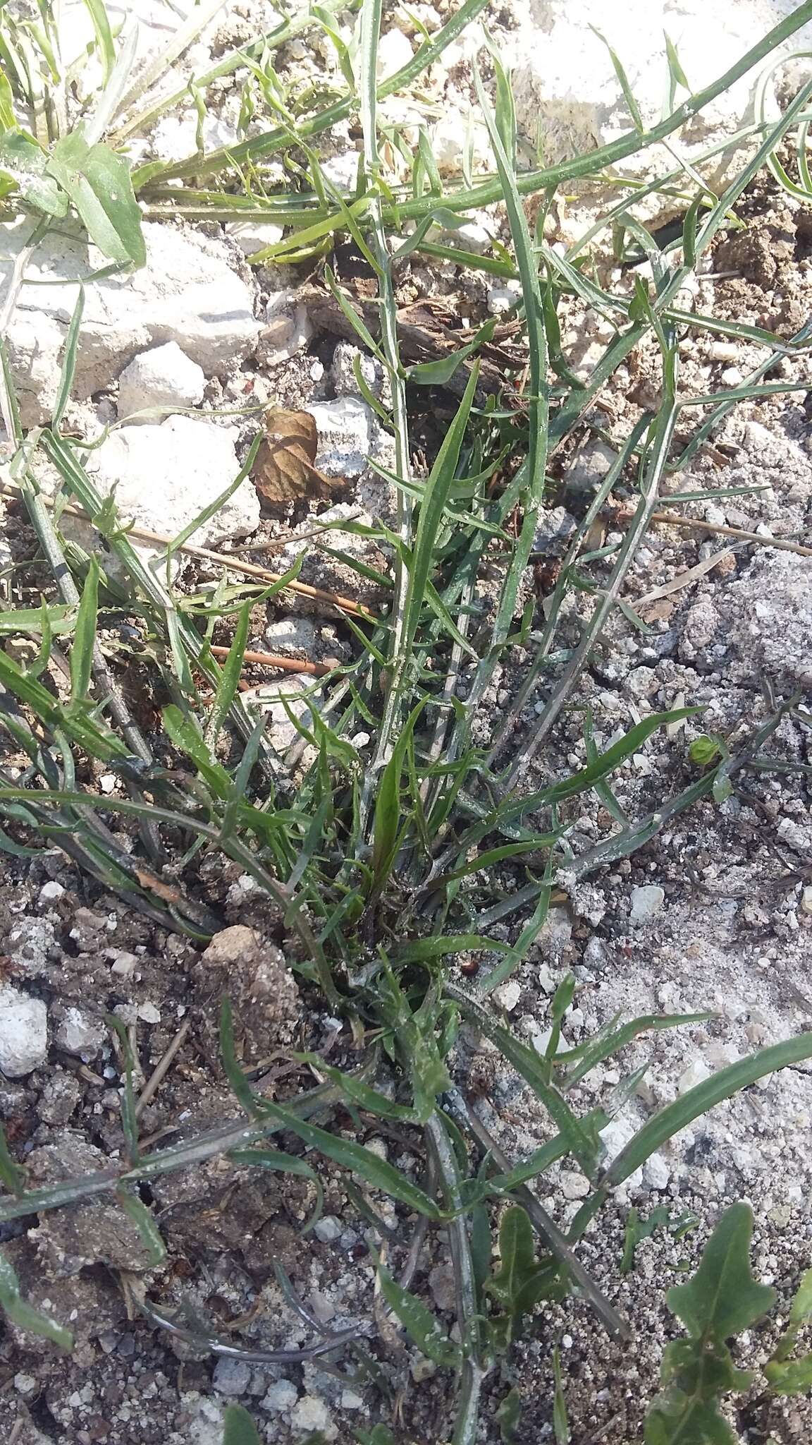 Image of Lactuca viminea subsp. viminea