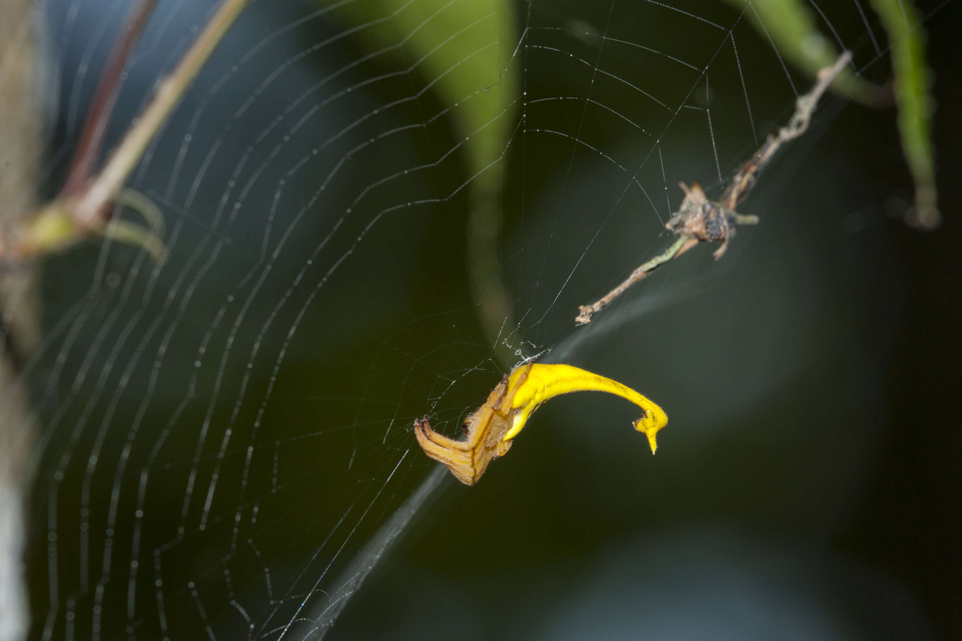 Image of Arachnura melanura Simon 1867