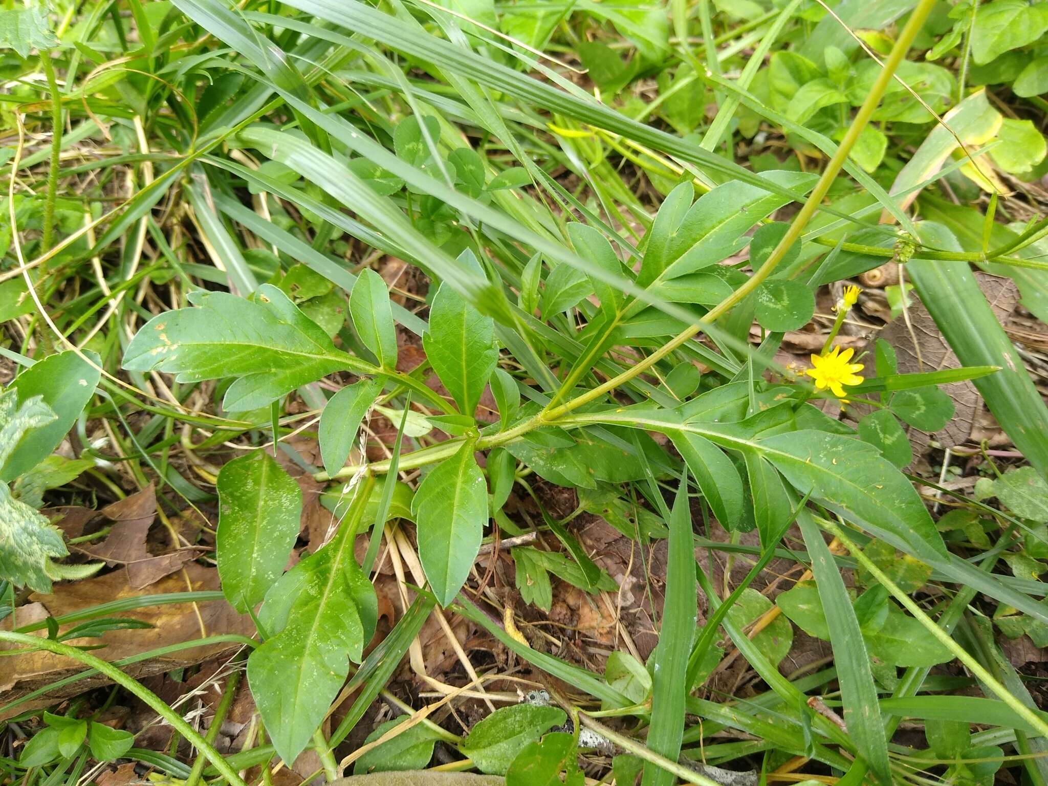 Image of Cosmos diversifolius Otto