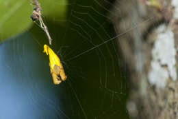 Image of Arachnura melanura Simon 1867