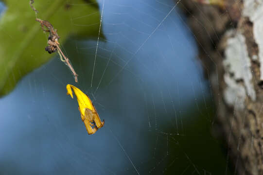 Image of Arachnura melanura Simon 1867