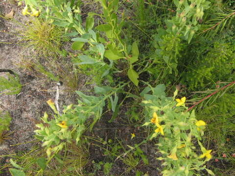 Image of <i>Rafnia <i>racemosa</i></i> subsp. racemosa