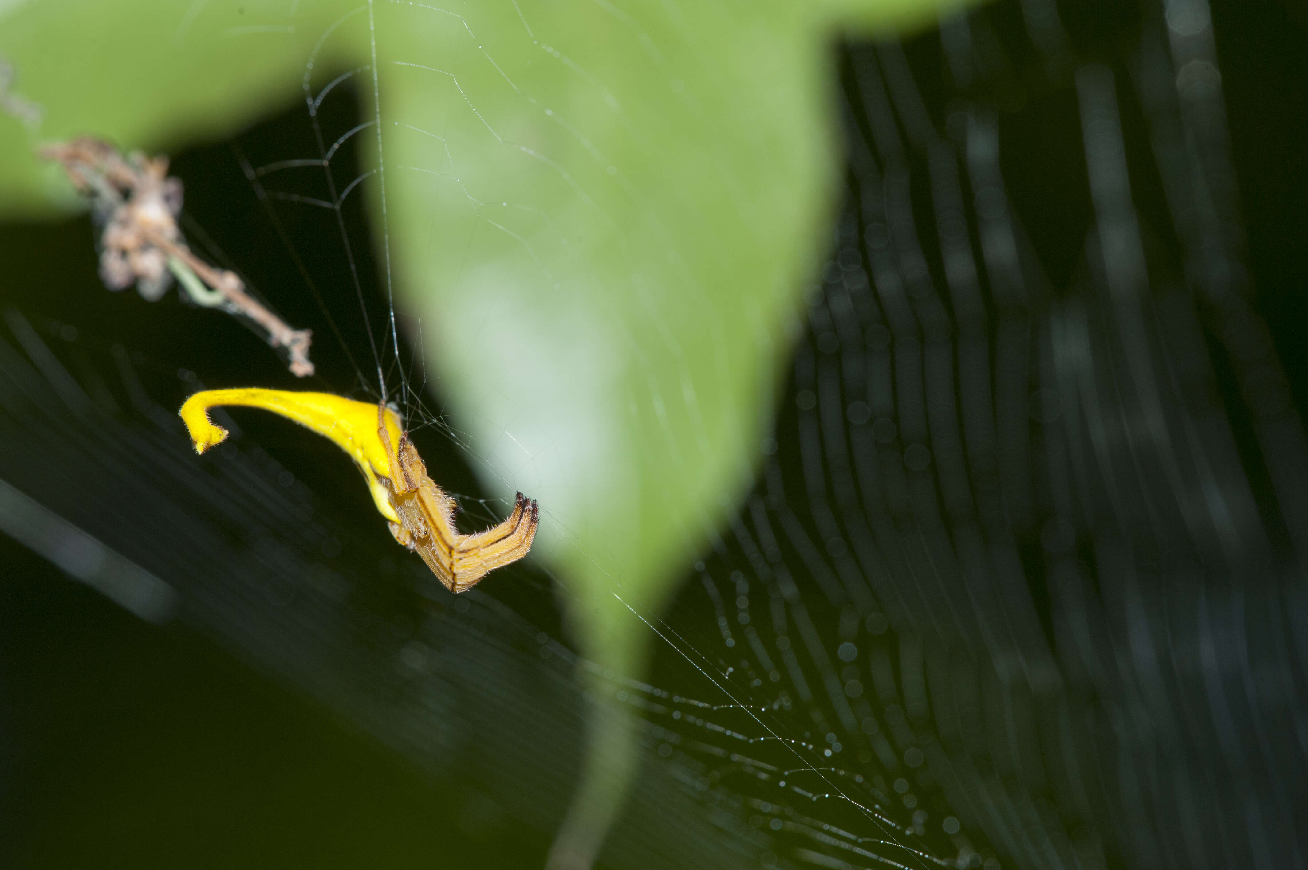 Image of Arachnura melanura Simon 1867