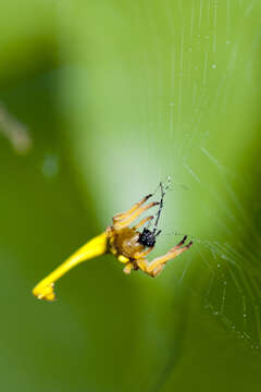 Image of Arachnura melanura Simon 1867