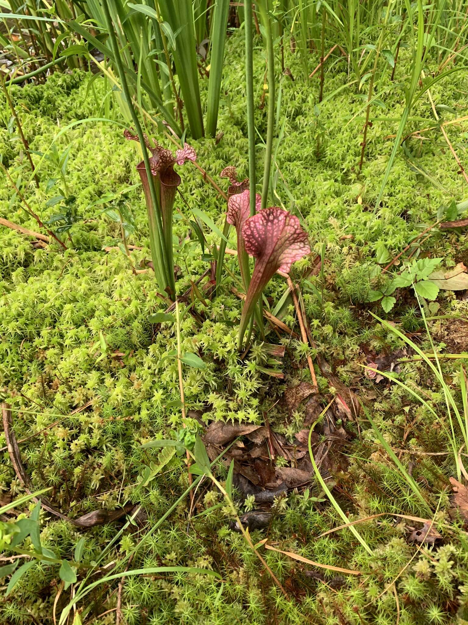 Image of pitcherplant