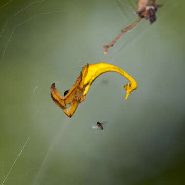 Image of Arachnura melanura Simon 1867