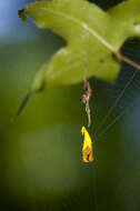 Image of Arachnura melanura Simon 1867