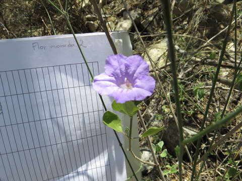 Image of Ruellia hirsutoglandulosa (Oerst.) Hemsl.