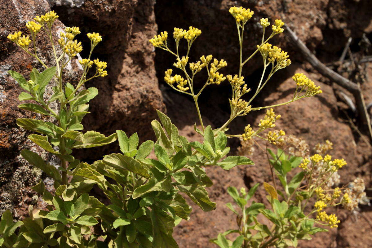 Nidorella varia J. A. Schmidt resmi