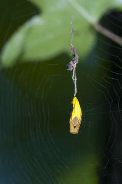 Image of Arachnura melanura Simon 1867