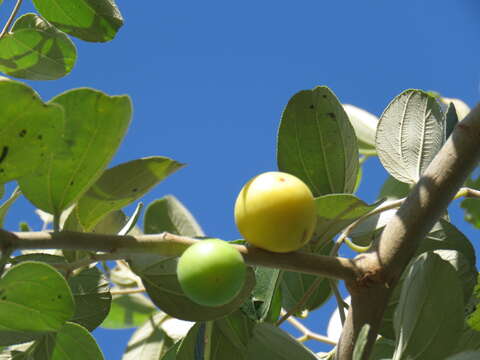 Image of Indian Jujube