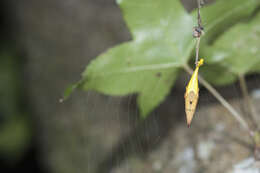 Image of Arachnura melanura Simon 1867