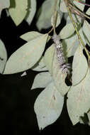 Image of Lebeda nobilis Walker 1855