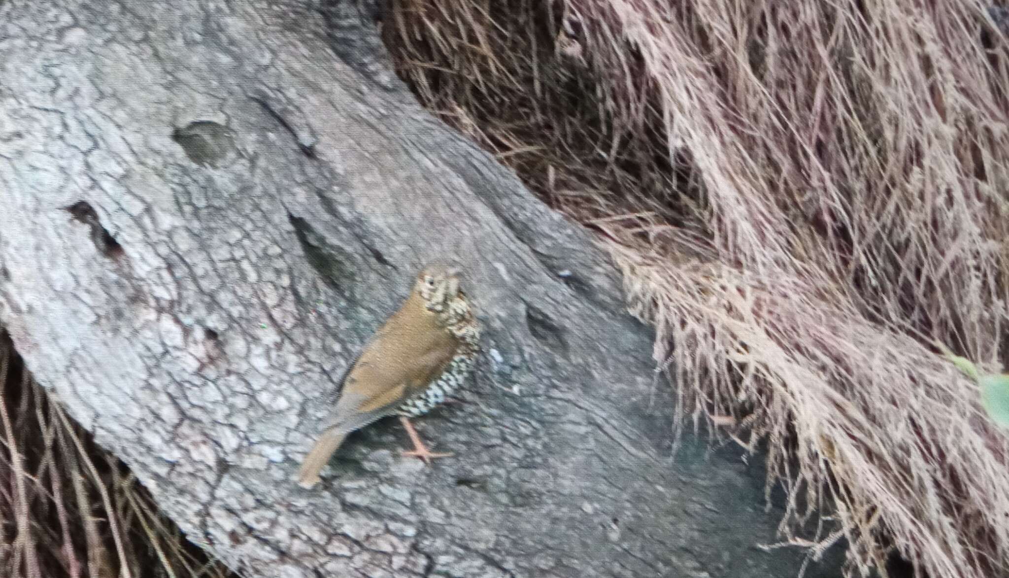 Image of Plain-backed Thrush