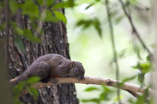 Image of Pallas's Squirrel