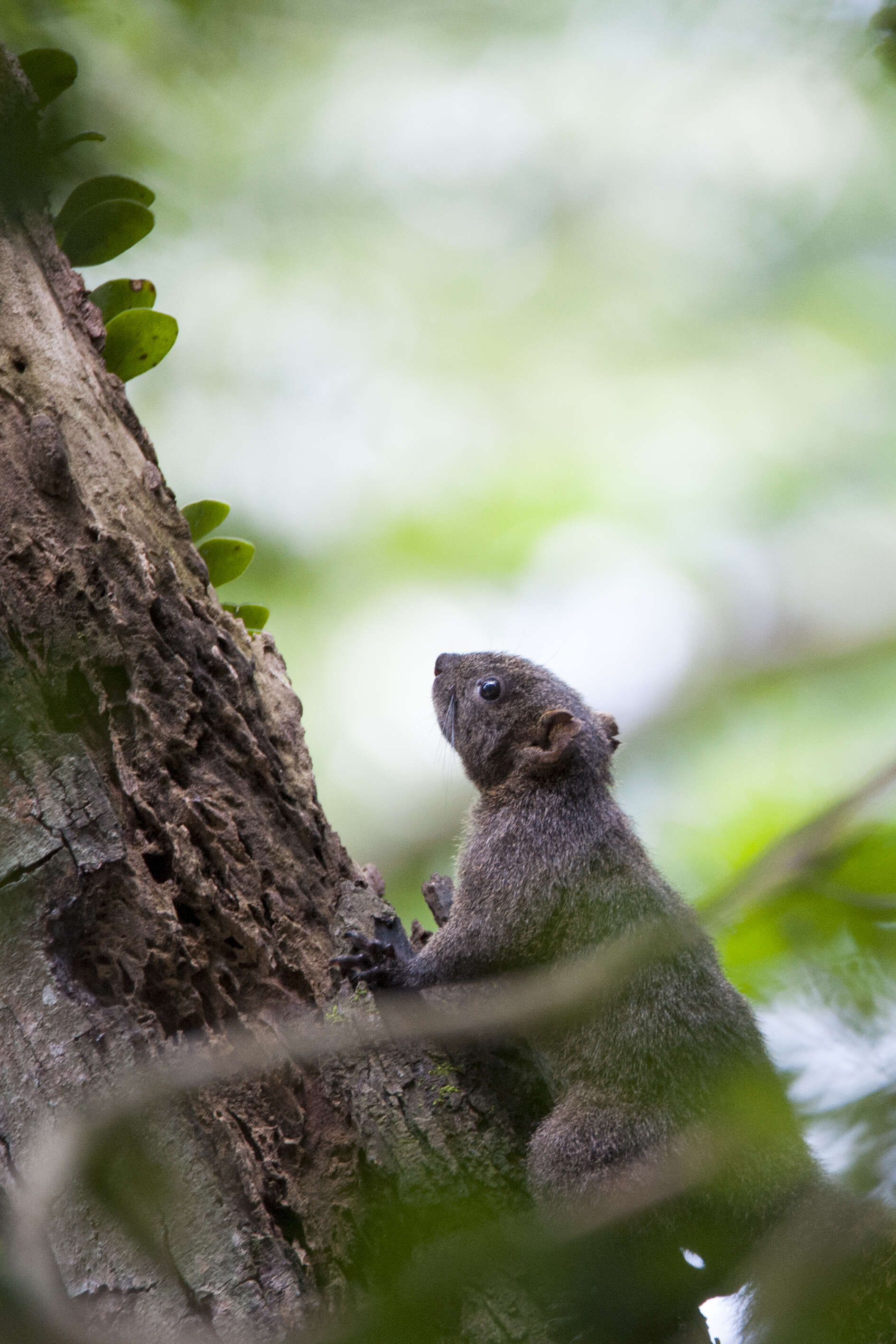 Image of Pallas's Squirrel