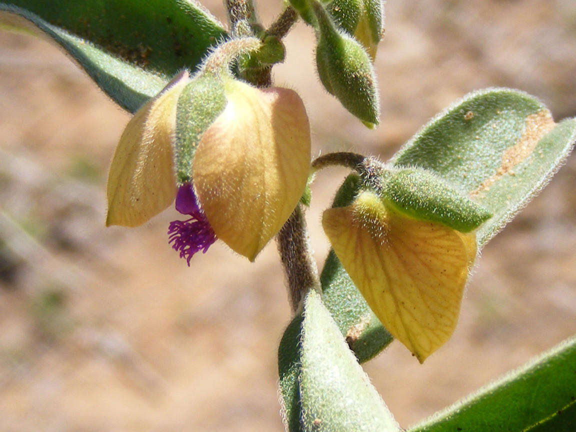 Polygala senensis Kl.的圖片