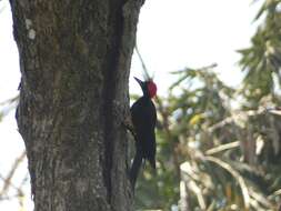 Image of White-bellied Woodpecker
