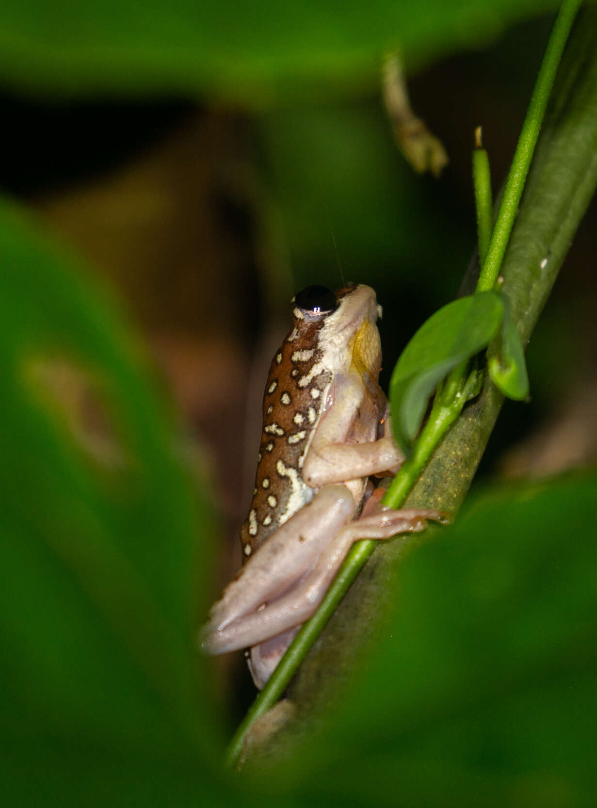 Image of Hyperolius marginatus Peters 1854