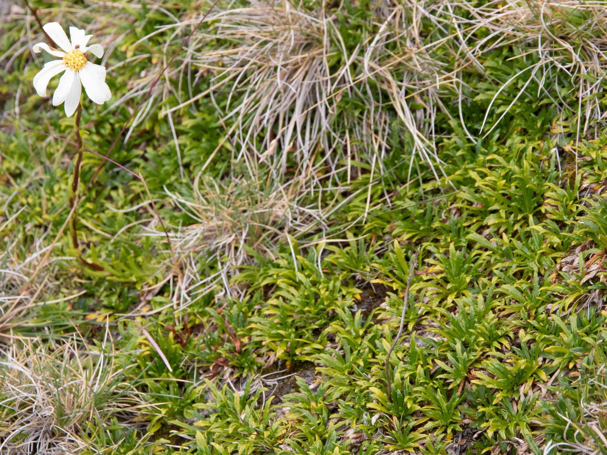 Image of Scapisenecio albogilvus (I. Thomps.) Schmidt-Leb.