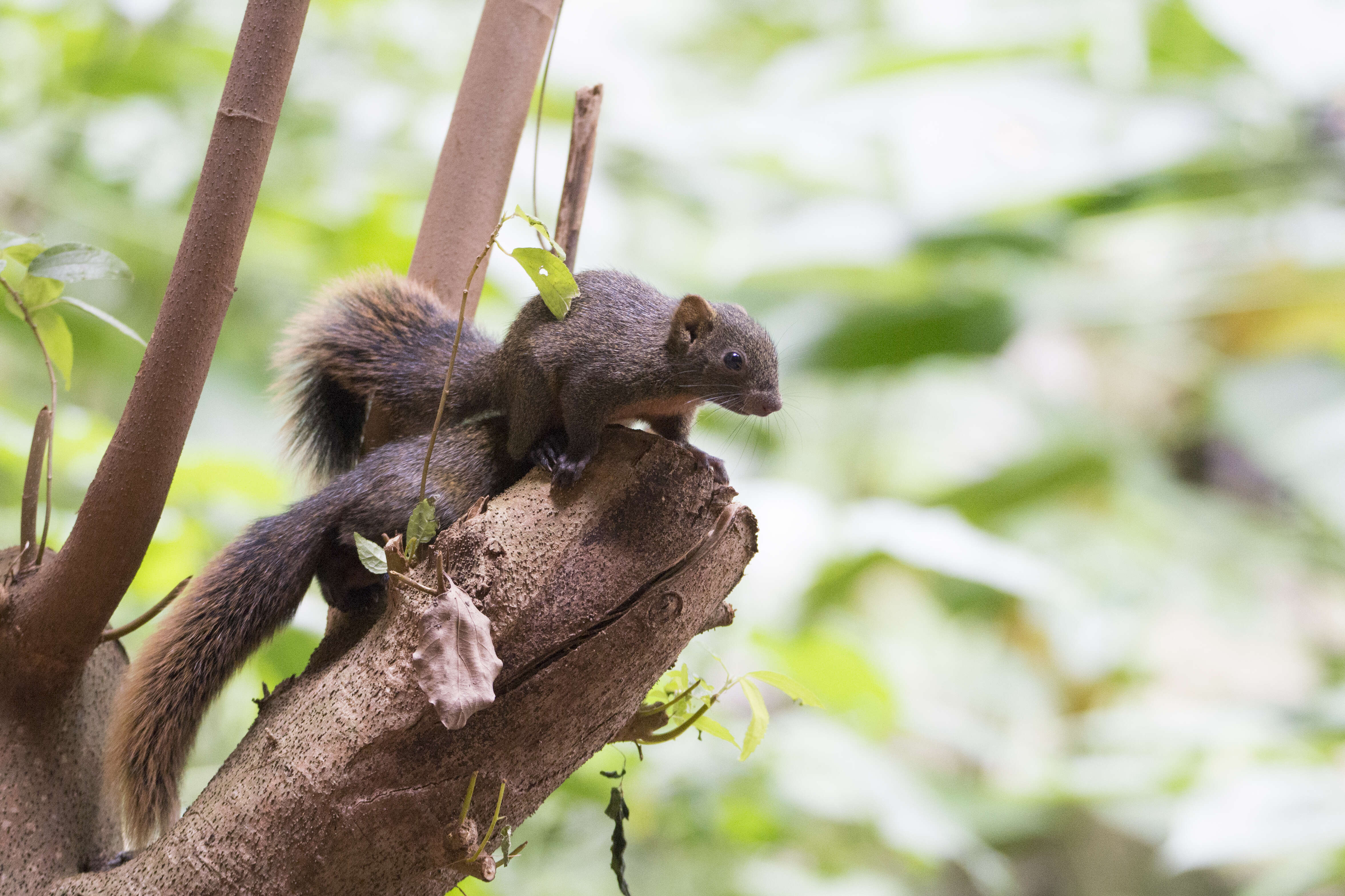 Image of Pallas's Squirrel