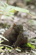 Image de Écureuil à ventre rouge