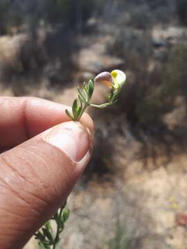 Слика од Aspalathus bracteata Thunb.