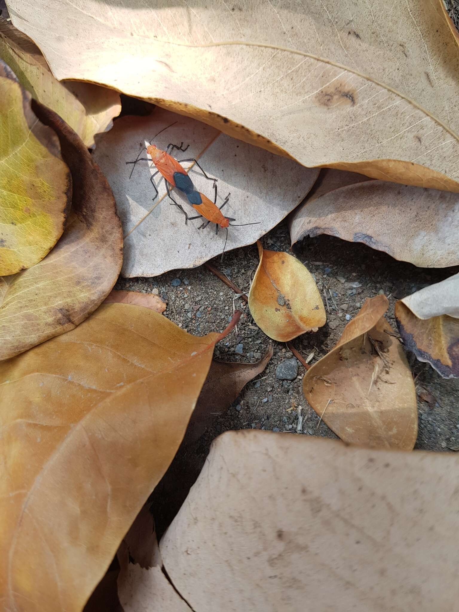 Leptocoris augur (Fabricius 1781) resmi