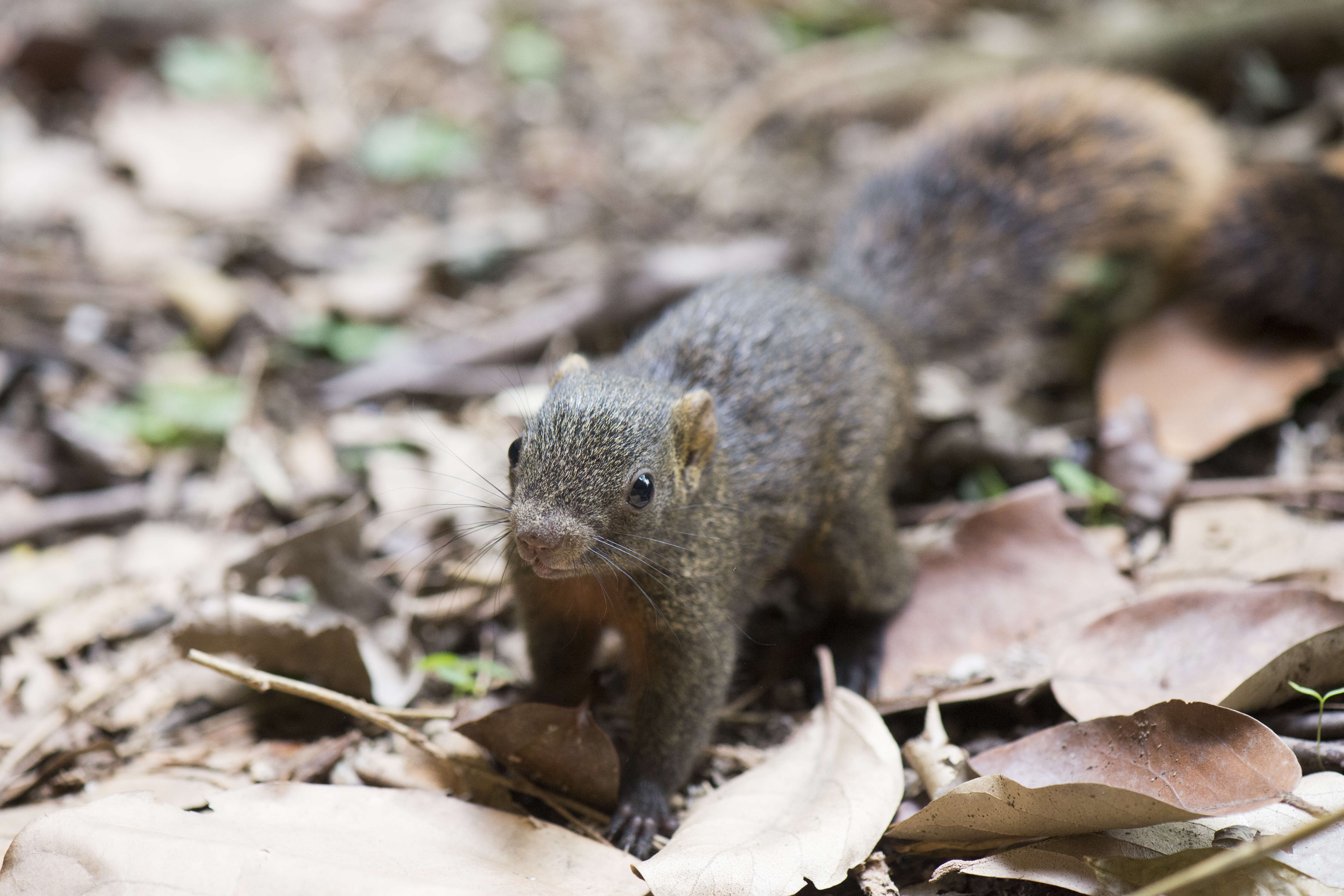 Image of Pallas's Squirrel