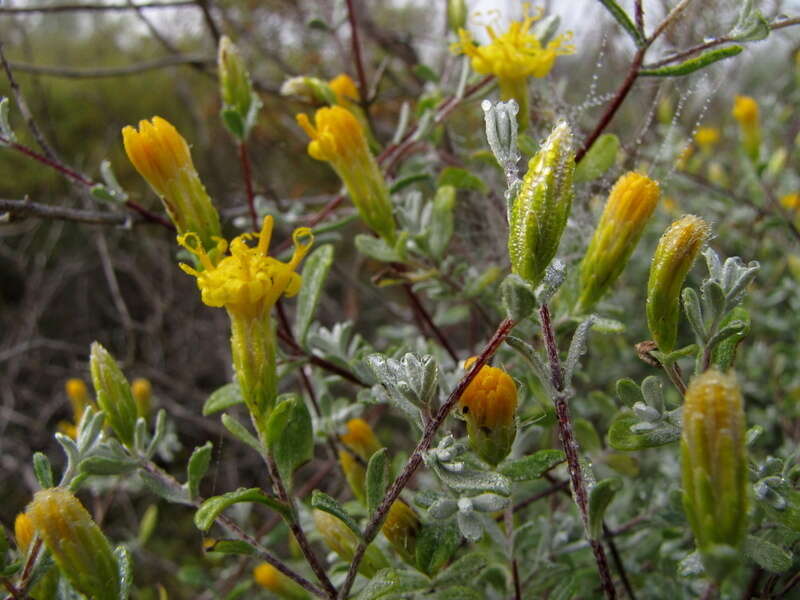 Image of Pteronia incana (Burm. fil.) DC.