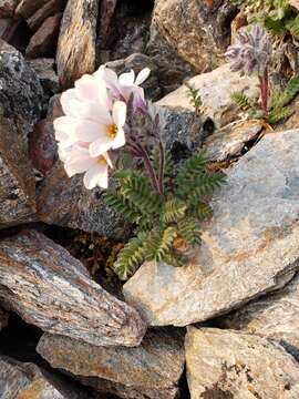 Image of Polemonium villosissimum (Hultén) D. F. Murray & Elven