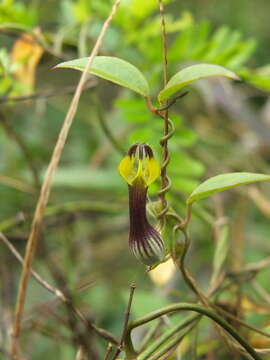 Image of Ceropegia candelabrum subsp. candelabrum