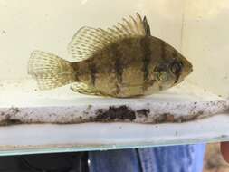 Image of Blackbanded Sunfish